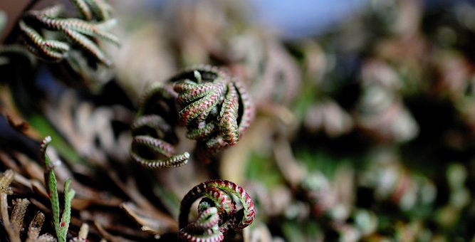 Cuidado de la planta de la Rosa de Jericó - Centro de Cuidado de Plantas